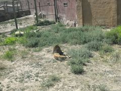 -新疆天山野生动物园