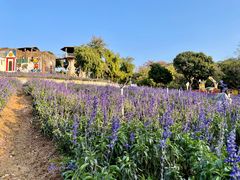 -松山湖梦幻百花洲