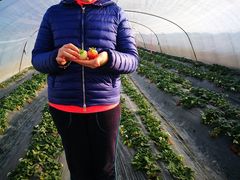 -喜杨洋草莓采摘园