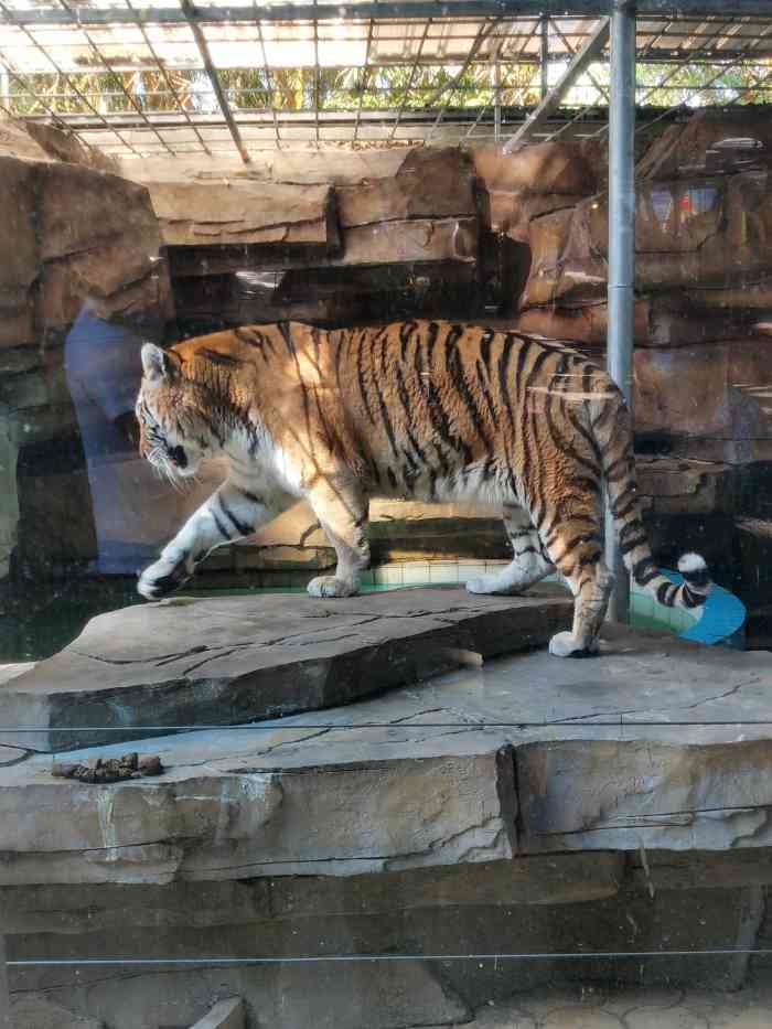 寸金动物园-"这个动物园算是我逛过的动物园里面积最小的.