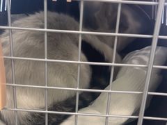 -艾吉宠物医院·疑难杂症转诊中心·猫友好(碧江路院)