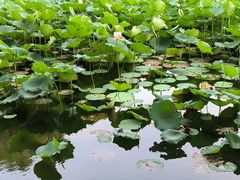 -荔湾湖公园