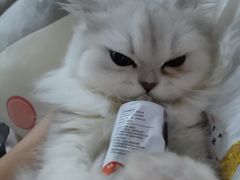 -宠颐生猫科·内科皮肤科(西平世纪城店)