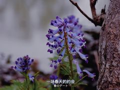 -杭州植物园