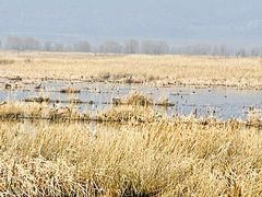 -野鸭湖国家湿地公园