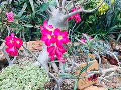 -国家植物园南园