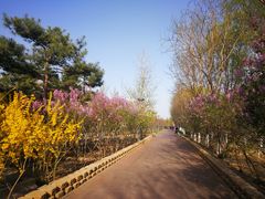 -大兴滨河森林公园