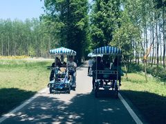 -黄海国家森林公园