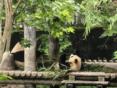 -中国大熊猫保护研究中心雅安碧峰峡基地