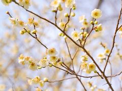 -梅花山(明孝陵内)
