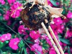 -文庙菜饭(四川北路店)