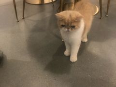 -飞行喵MR PILOT|猫舍·猫咖(静安大融城店)