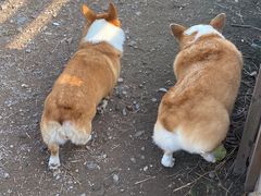 -趣多多宠物公园·宠物训犬学校·宠物寄养