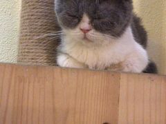 -more than meow吴止猫主题餐厅(承德 中船汇店)