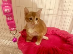 -创凡宠物医院·骨专科  猫科中心(西乡分院)