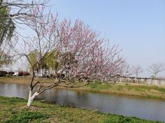 -合肥滨湖国家森林公园