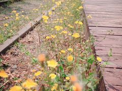 -永定河休闲森林公园