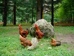 -黑河国家森林公园