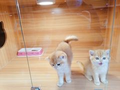 -猫十亿·布偶金渐层·曼基康矮脚猫舍(青年路店)
