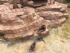 -灵玲国际马戏城