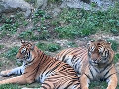 -栾川竹海野生动物园