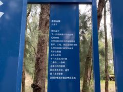 -大京沙滩