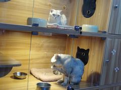 -喵百万·布偶·蓝金金渐层英短·猫舍(百子湾店)