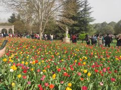 -洛阳郁金香牡丹园