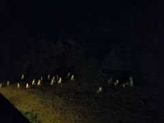 -企鹅岛