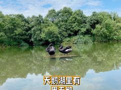-成都大熊猫繁育研究基地