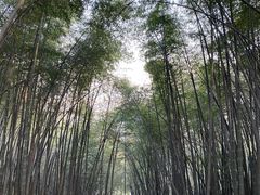 -西湖风景区十里琅珰-五云山