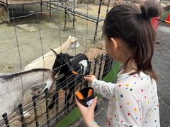 -神户市立六甲山牧场