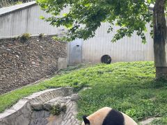 -卧龙中华大熊猫苑神树坪基地