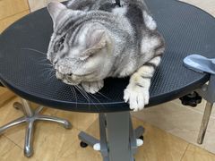 -美联众合动物医院·24h京西诊疗中心