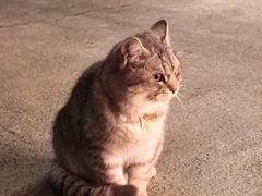 -卡万金特色藏餐