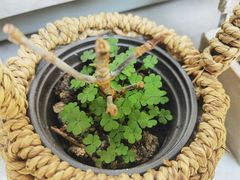 -泸沽肴(泸沽湖大洛水村农村信用社旁店)