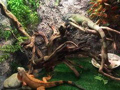 -芽庄珍珠岛游乐园