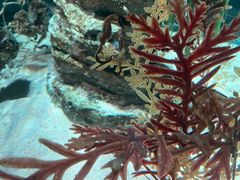 -悉尼海洋生物水族馆