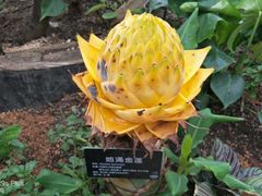 -上海鲜花港