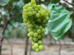 -庞各庄翠芳园西瓜蔬菜基地采摘园