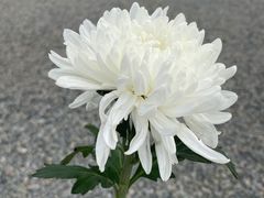 -侵华日军南京大屠杀遇难同胞纪念馆