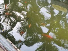 -万绿园