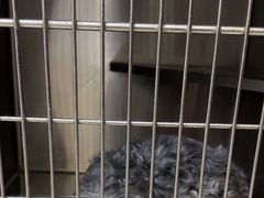 -艾贝尔宠物医院 ·内科全科(梁溪路店)