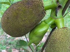 -中国科学院西双版纳热带植物园