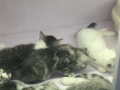 -喵的天空名猫咖啡馆·撸猫·猫舍·用品