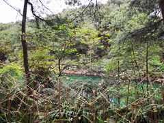 -铁山坪森林公园