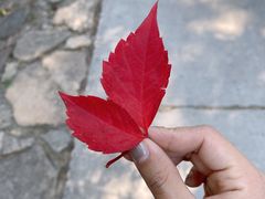 -北京西山国家森林公园