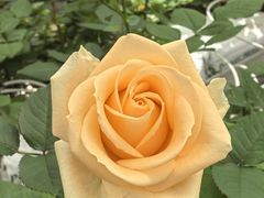 -上海鲜花港