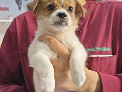 -瑞派福兴宠物医院犬猫全科·骨科·中西医结合(河东店)