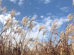 -宁波杭州湾国家湿地公园